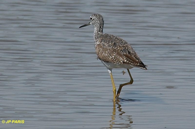 Tringa melanoleuca